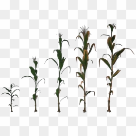 Grass, HD Png Download - corn plant png