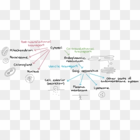 Pathway From Synthesis To Final Destination, HD Png Download - chloroplast png