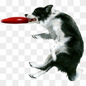 Dog Catching Frisbee Stock, HD Png Download - flying fabric png