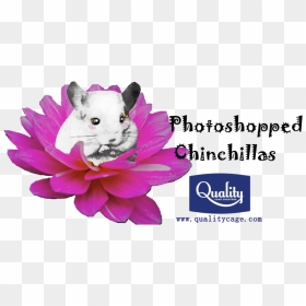 Rat, HD Png Download - chinchilla png