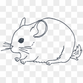 Rat, HD Png Download - chinchilla png