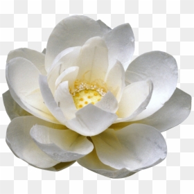 Transparent Background White Lotus Png, Png Download - marcos png para photoshop