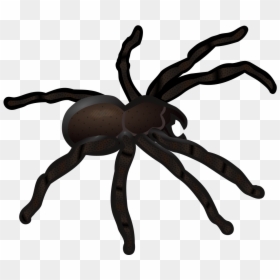 Spider Clipart, HD Png Download - spider clipart png
