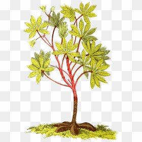 Cassava Plant Png, Transparent Png - yuca png