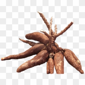 Cassava Root Png, Transparent Png - yuca png