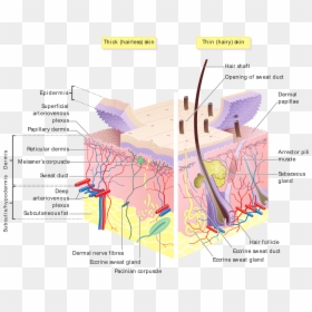Hair Follicle Sweat Gland, HD Png Download - layer png