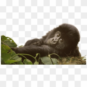 Protecting Species On Earth, HD Png Download - layer png
