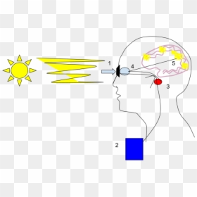 Diagram, HD Png Download - cyborg eye png