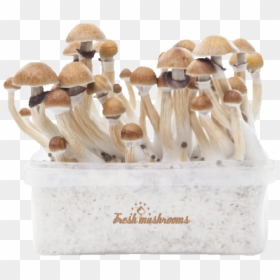Buy Magic Mushroom Kits, HD Png Download - shrooms png