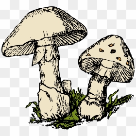 Free Mushroom Clipart, HD Png Download - shrooms png
