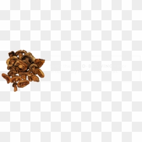 Shiitake, HD Png Download - shrooms png
