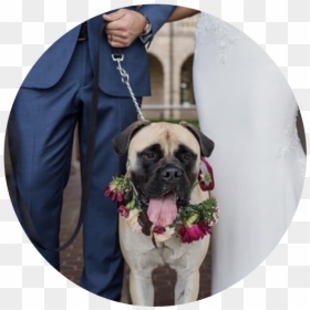Pug, HD Png Download - puppy paw png