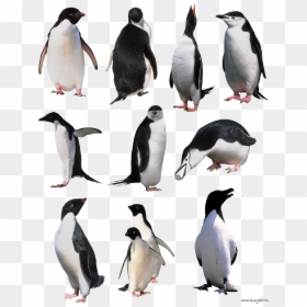Penguin Png, Transparent Png - gallina pintadita png