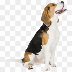 Beagle-harrier, HD Png Download - puppy paw png