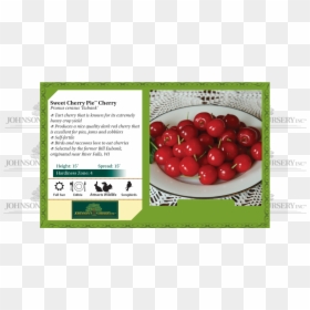 Carpinus Caroliniana Tree Fall, HD Png Download - cherry pie png