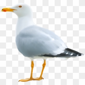 Seagull Png, Transparent Png - star texture png