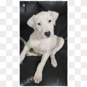 Dogo Guatemalteco, HD Png Download - cherry pie png