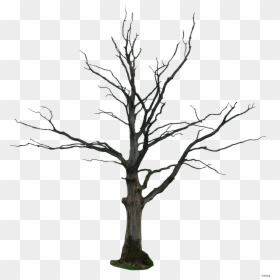 Dead Tree Png, Transparent Png - tree branch vector png