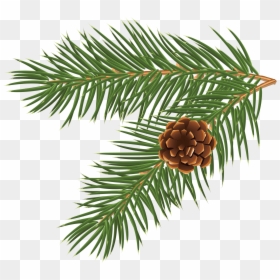 Christmas Vector Png Free, Transparent Png - tree branch vector png