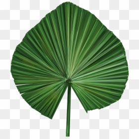 Palm Leaves Png Vector, Transparent Png - palm leaf vector png