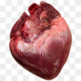 Does A Human Heart Look Like, HD Png Download - corazón png