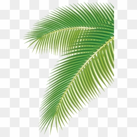 Coconut Tree Leaf Vector, HD Png Download - palm leaf vector png