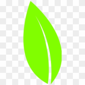 Oval Leaf Shape Clipart, HD Png Download - palm leaf vector png