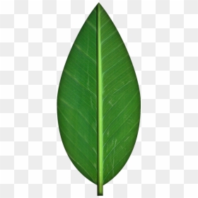 Green Leaf Leaf Texture, HD Png Download - leaves transparent png