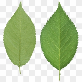 Birch Leaf Transparent Background, HD Png Download - leaves transparent png