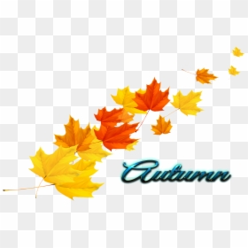 Autumn Leaf Picture Without Background, HD Png Download - leaves transparent png