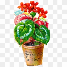 Flowerpot, HD Png Download - flower graphic png