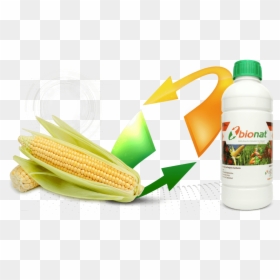 Papaya, HD Png Download - maiz png