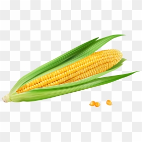 Corn Kernels, HD Png Download - maiz png