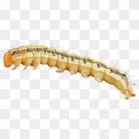 Caterpillar, HD Png Download - maiz png