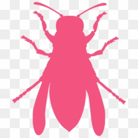 Beetle, HD Png Download - mosquito silhouette png