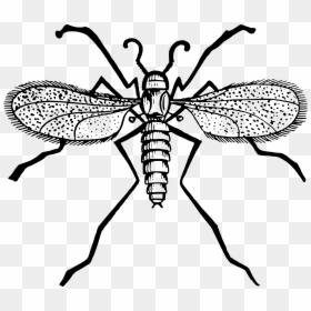 Gnat Clipart, HD Png Download - mosquito silhouette png