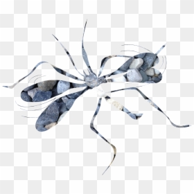 Insect, HD Png Download - mosquito silhouette png