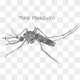 Female Mosquito Yellow Fever, HD Png Download - mosquito silhouette png