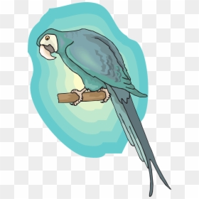 Parakeet, HD Png Download - blue wings png