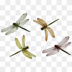 Dragonfly Png, Transparent Png - mosquito silhouette png