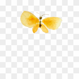 Butterfly, HD Png Download - watercolor clipart png