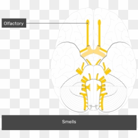 Diagram Unlabeled Cranial Nerves, HD Png Download - nerves png