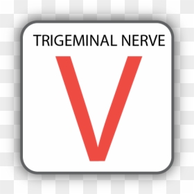 Nerves Png, Transparent Png - nerves png