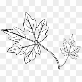 Maple Leaves Line Art, HD Png Download - nerves png