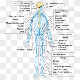 Peripheral Nervous System List, HD Png Download - nerves png