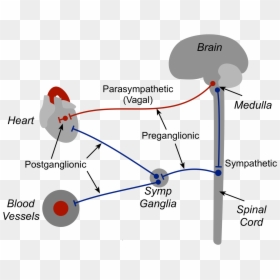 Nerve Supply Of Heart, HD Png Download - nerves png