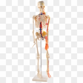 Skeleton, HD Png Download - nerves png