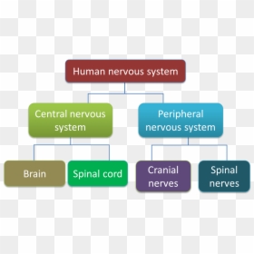 Classification Of Human Nervous System, HD Png Download - nerves png