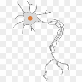 Neuron Clipart, HD Png Download - nerves png