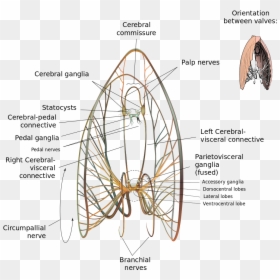 Nervous System Of A Scallop, HD Png Download - nerves png